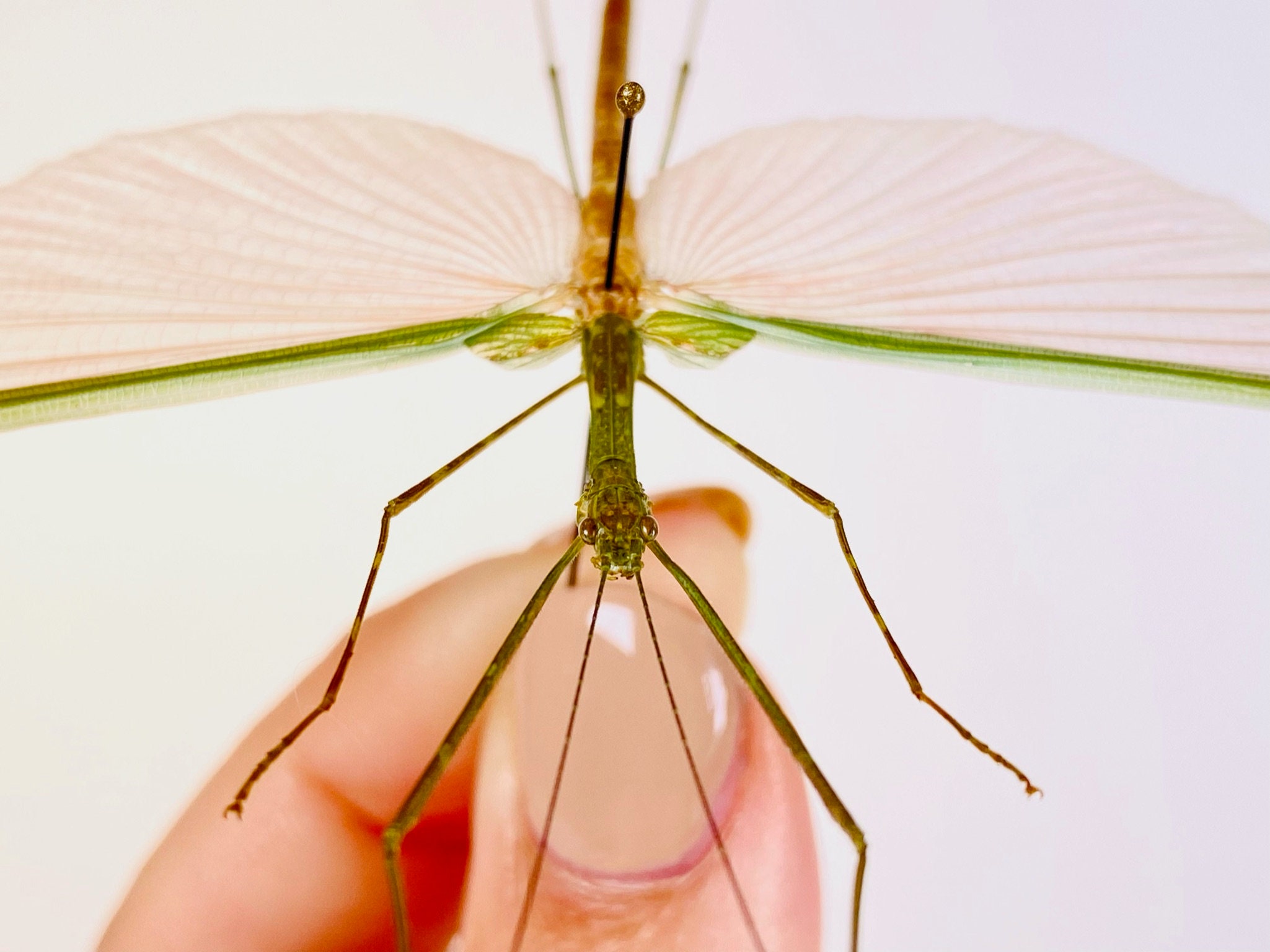 可愛らしいピンク色の羽を持つナナフシの一種、Phasm Necroscia sp 