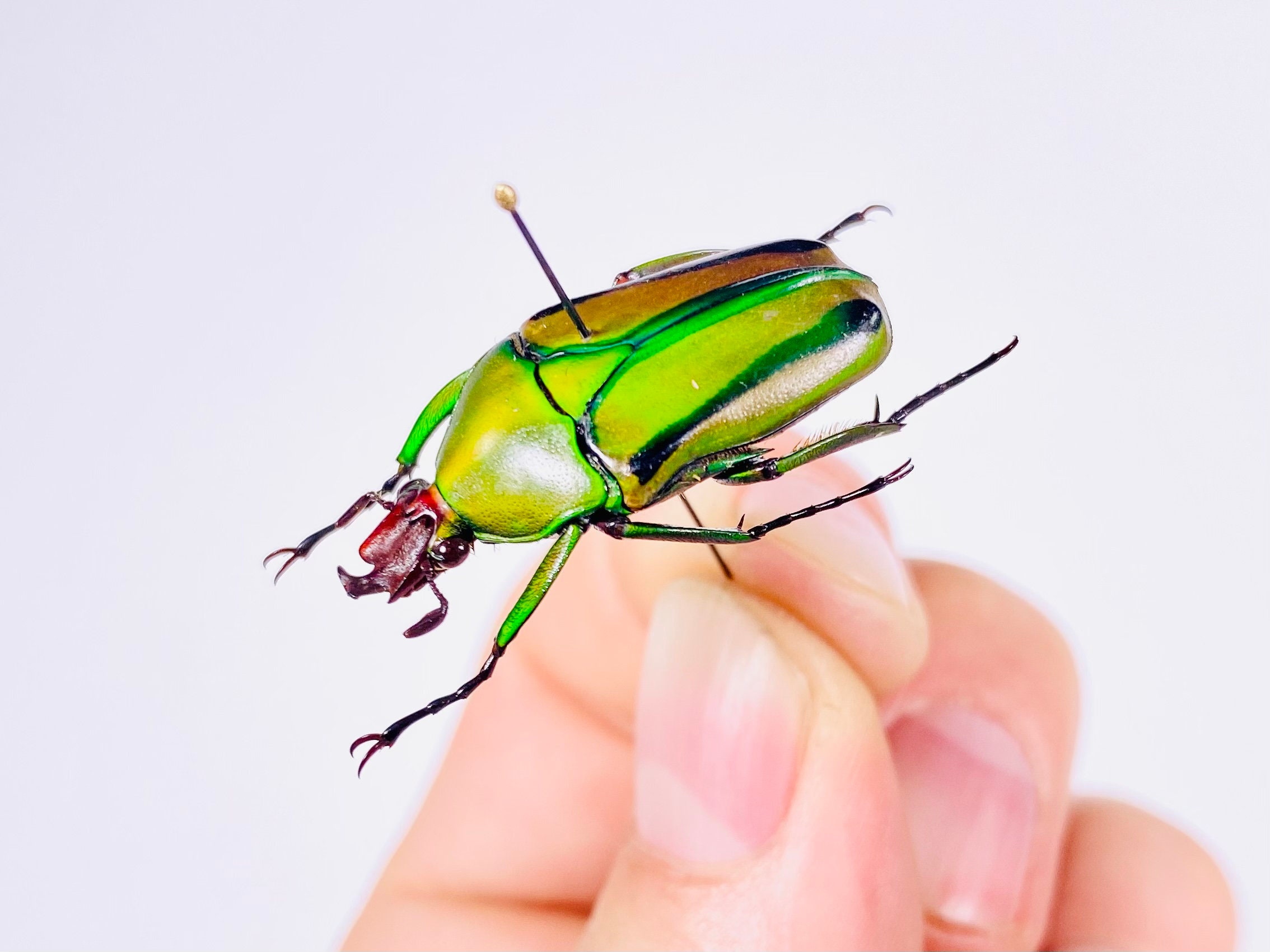 Eudicella Hornimani Cameroon (CM) - Wild Caught - Horniman's