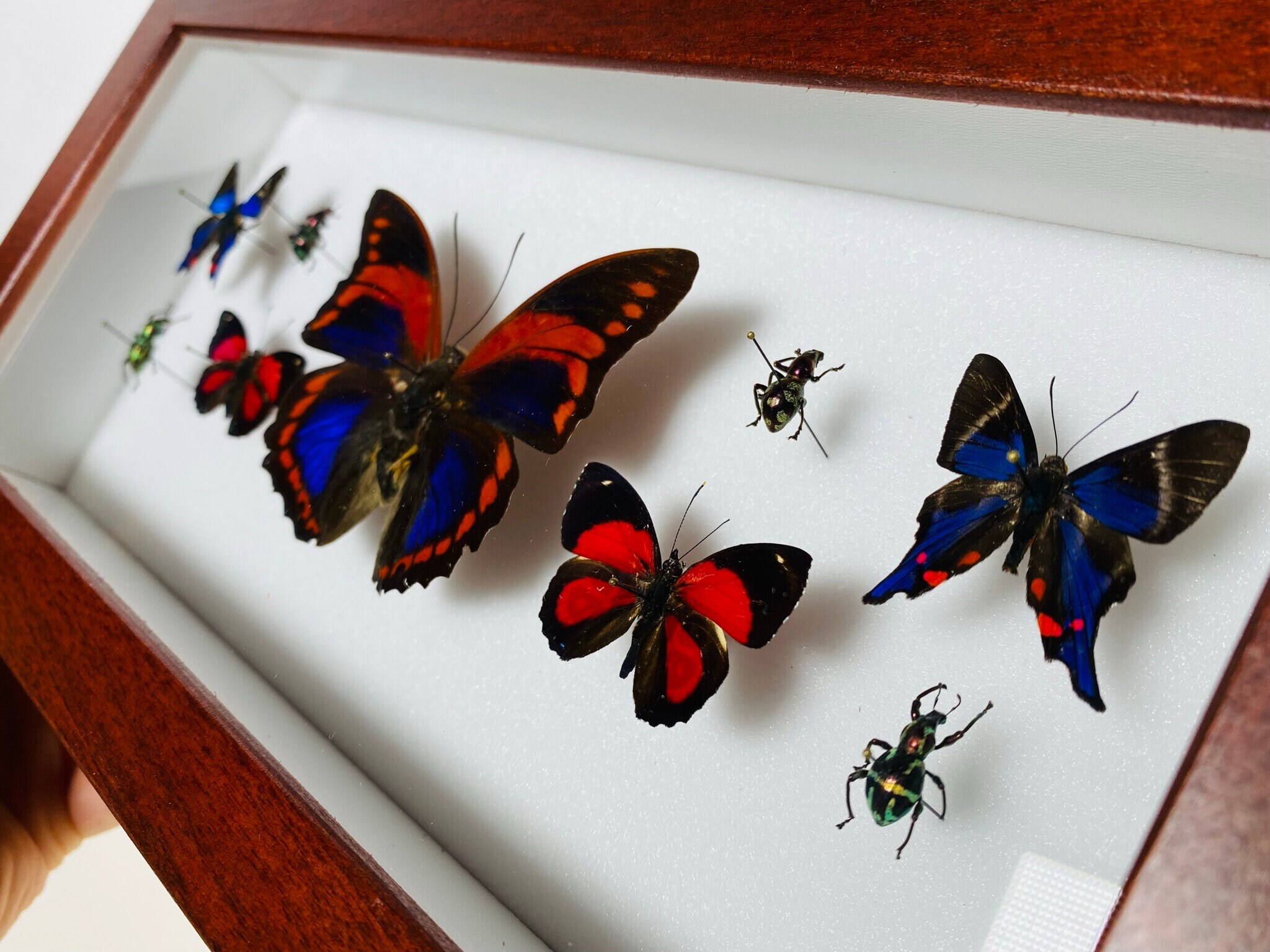 Prepona Praeneste - Etsy Sweden