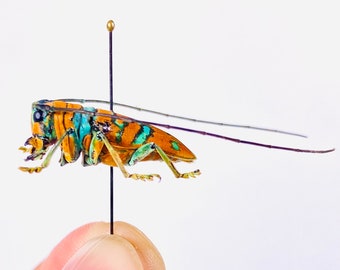 Sternotomis Pulchra Uganda - UG Orange Long Horned African Beetle