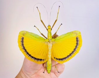 巨大なナナフシ（黄色の羽根を持つ大きな雌）Tagesoidea nigrofasciata
