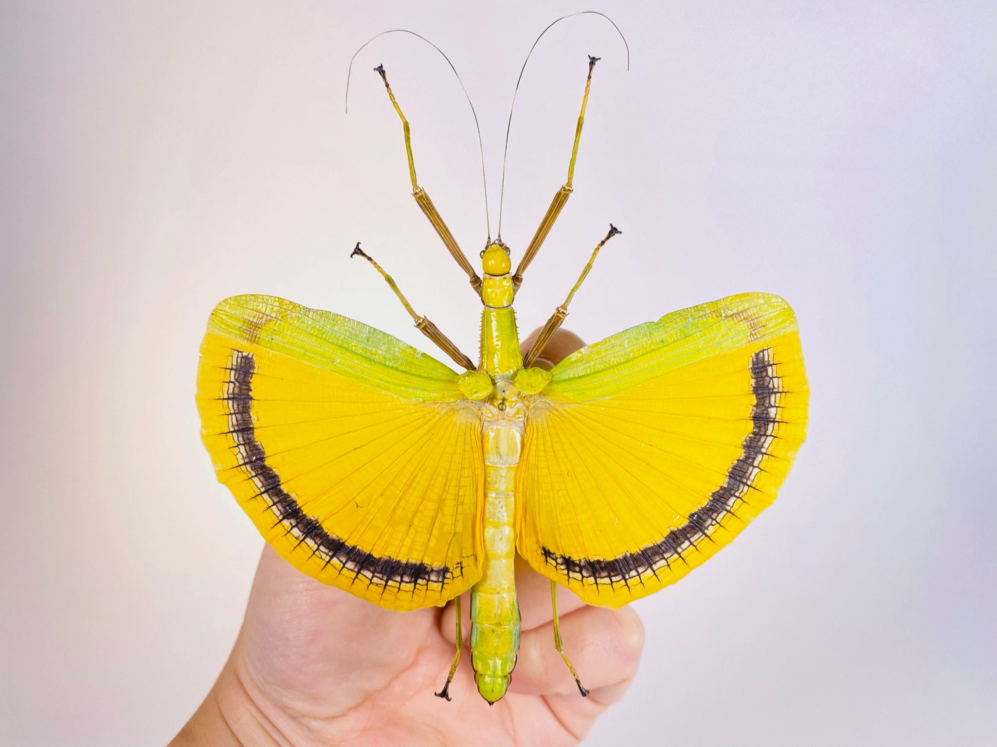 標本用品 Taiwan Dytiscoidae sp.38mm Taiwan Dytiscoidae sp.38mm