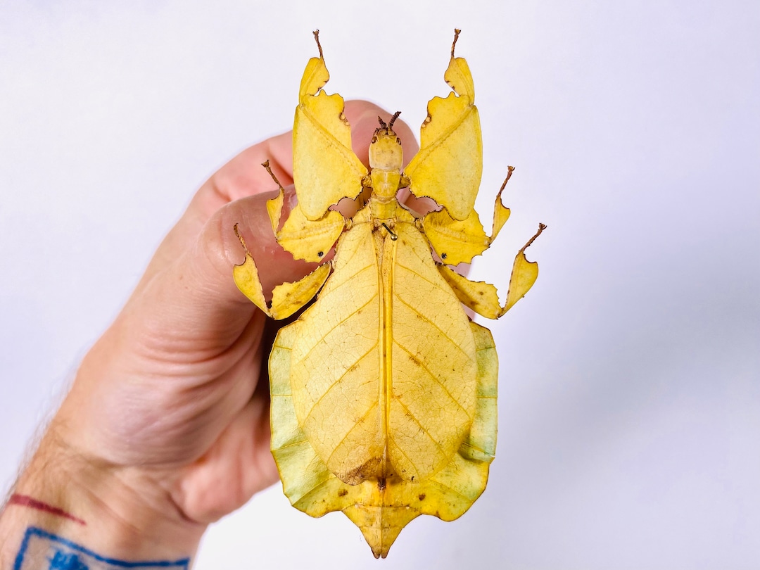 Phyllium pulchrifolium の黄色い形の本物のナナフシ。昆虫のアート
