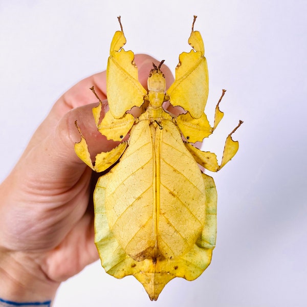 Phyllium pulchrifolium yellow form real leaf stick insect for insect artwork, butterflies collection or taxidermy project.