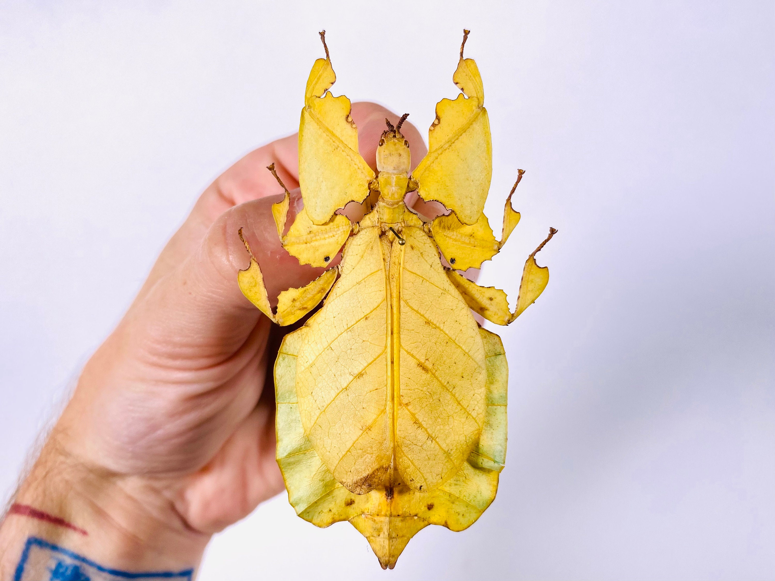Phyllium pulchrifolium の黄色い形の本物のナナフシ。昆虫のアート