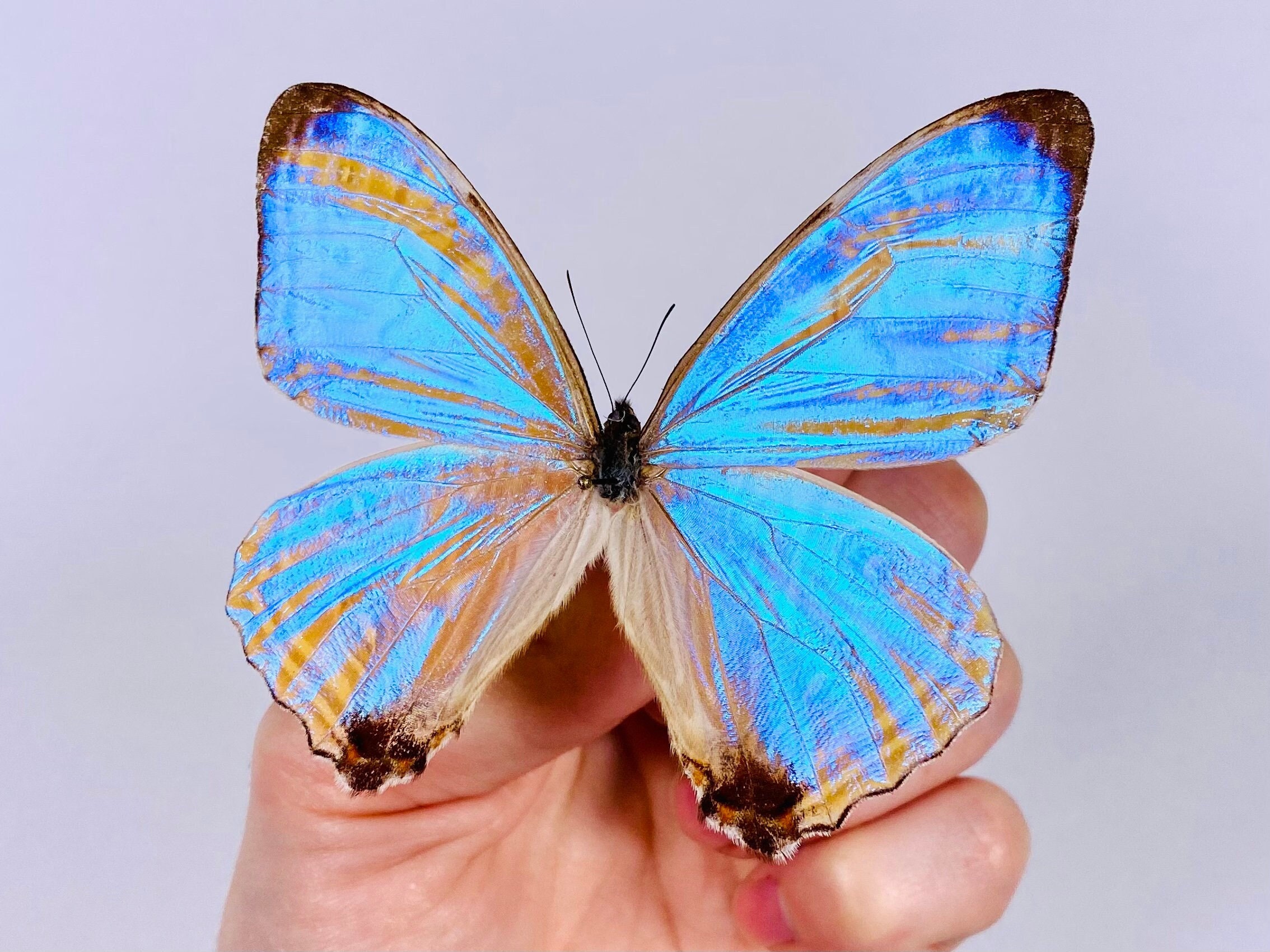 Morpho portis - Etsy 日本