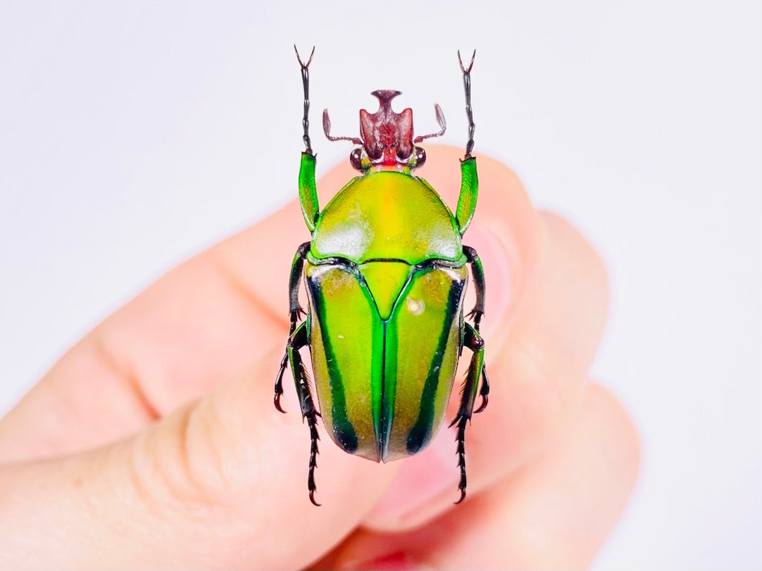 Eudicella Hornimani Real Flower Beetle Red Head Insect Unmounted for