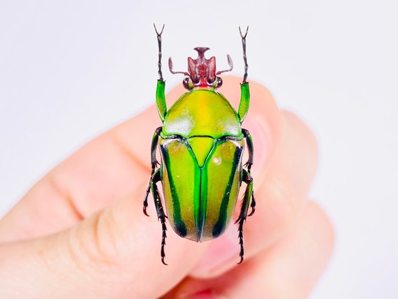 Eudicella Hornimani Cameroon (CM) - Wild Caught - Horniman's