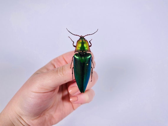 Campostermus Auratus Malaysia (MY) - Wild Caught - Real Asian