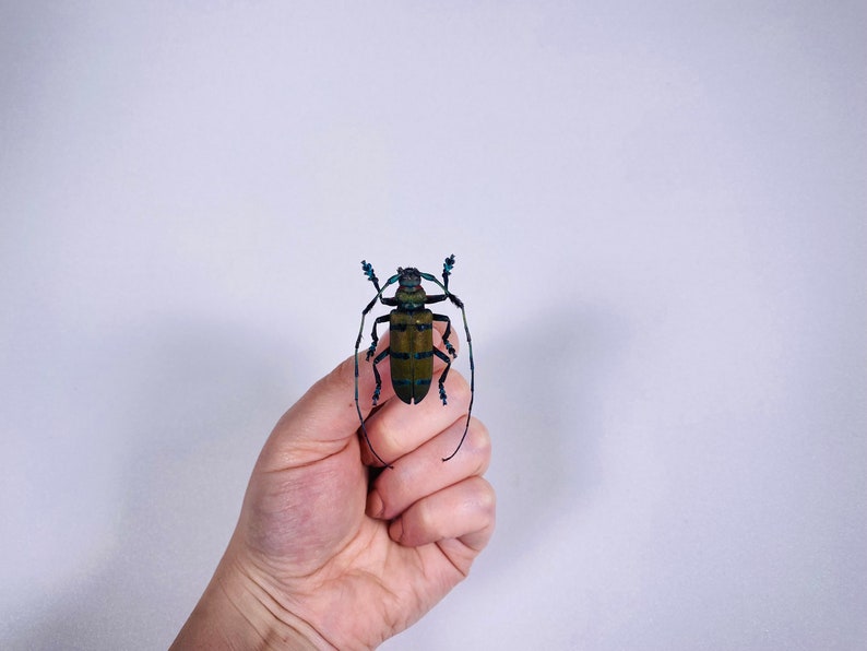 以下が含まれることがあります： 長い触角を持つ、大きく緑と青の甲虫を手に持っている