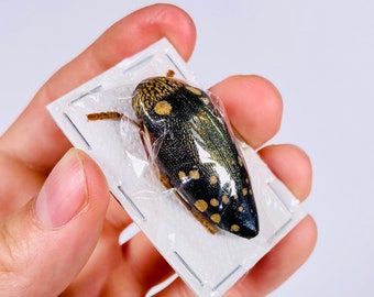 Sternocera castanea boucardii 本物のタマムシ昆虫（剥製、アート作品