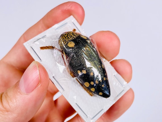 Sternocera castanea boucardii 本物のタマムシ昆虫（剥製、アート作品