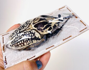 ゴライアス・オリエンタリス（コンゴ民主共和国産、野生捕獲） - 巨大