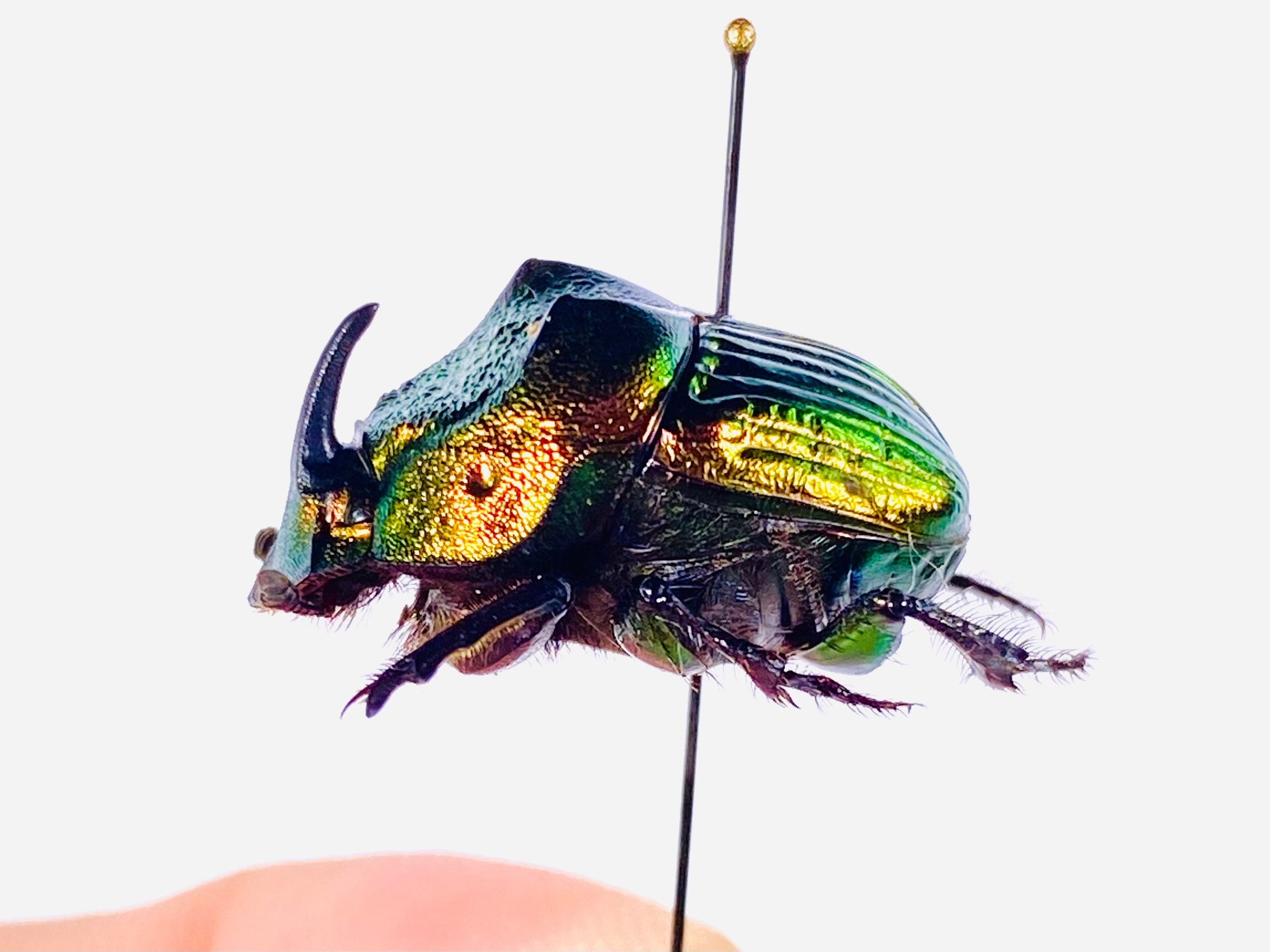 Phanaeus Mexicanus SMALL Real Dung Beetle for Insect Artwork