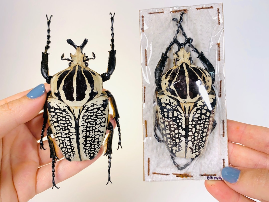 Coléoptère Géant Noir Et Blanc Goliathus Orientalis Unmonted Etsy Canada