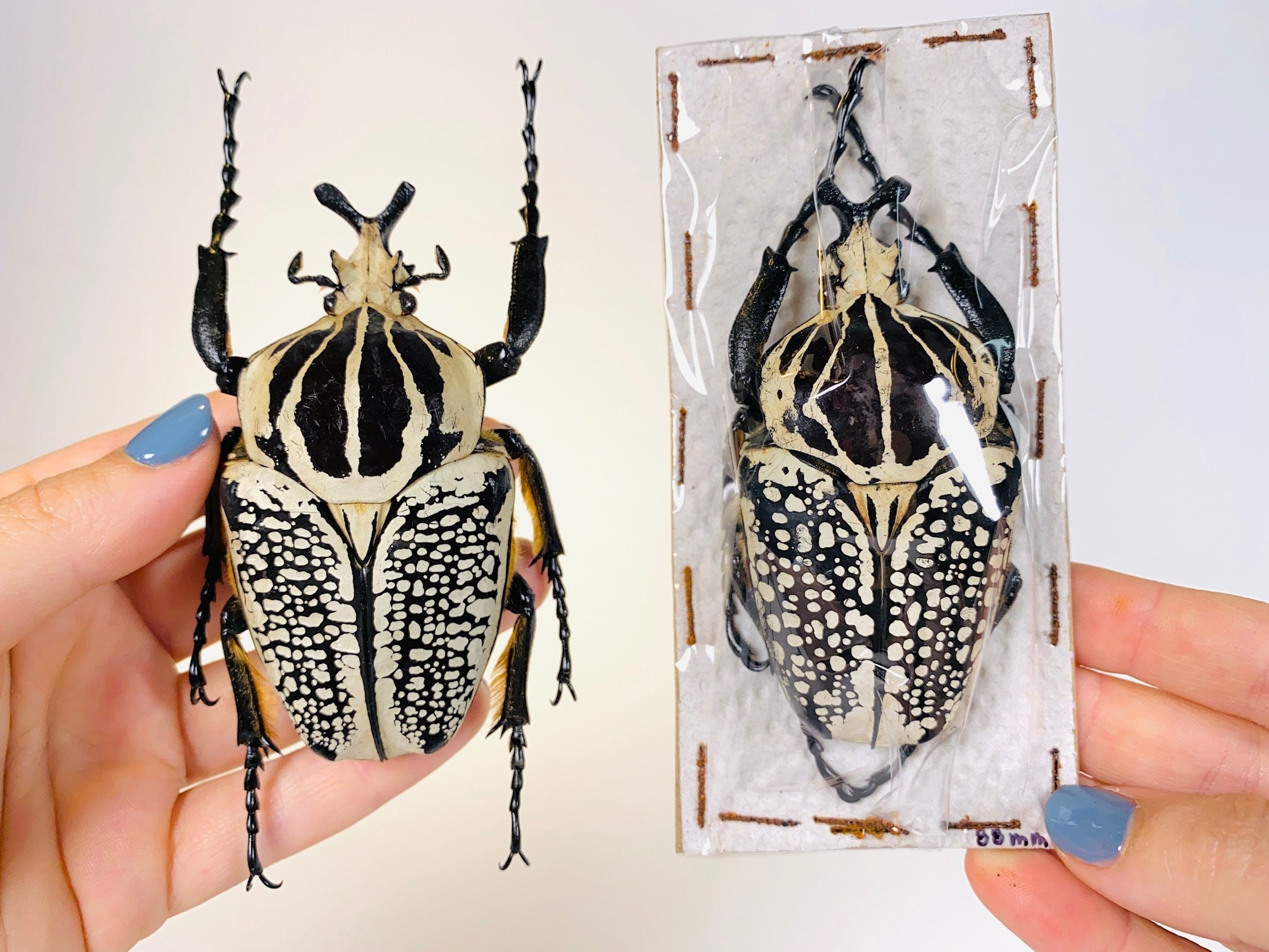 標本 Congo Goliathus orientalis 88mm black Congo Goliathus orientalis 88mm black  標本