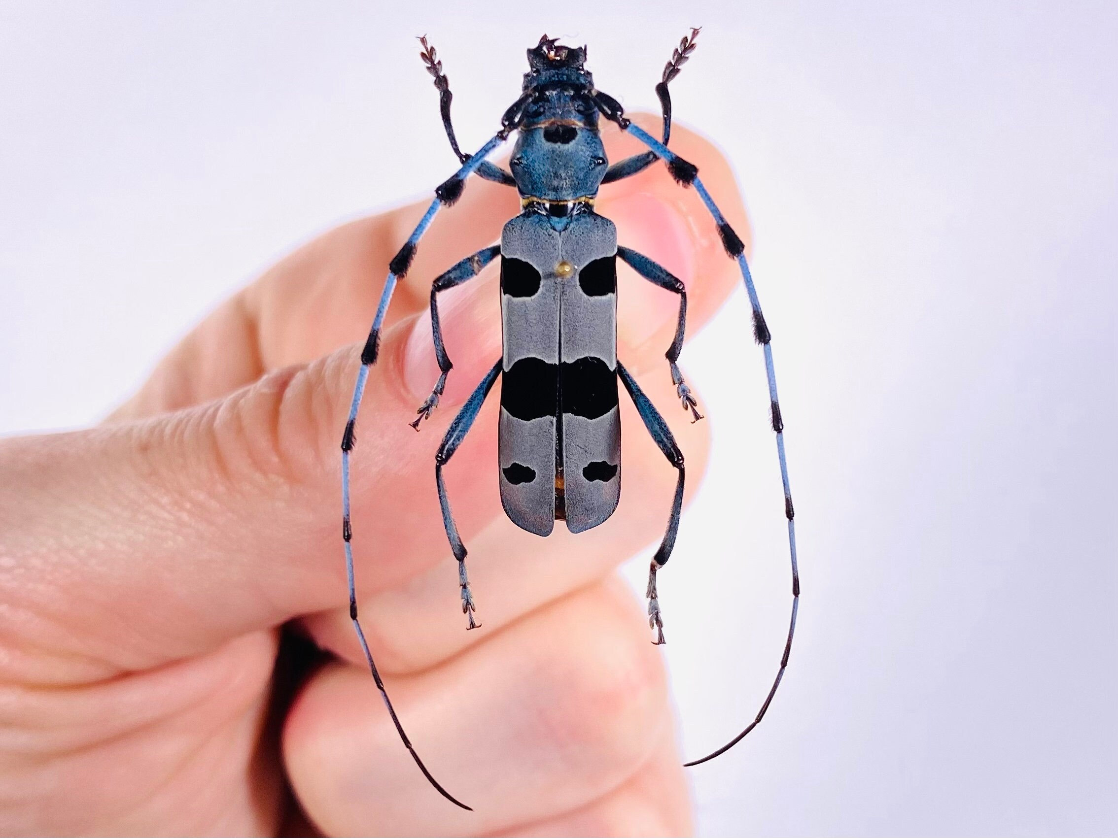 ロザリア・アルピナ（Rosalia alpina）本物の青いカミキリムシ（昆虫