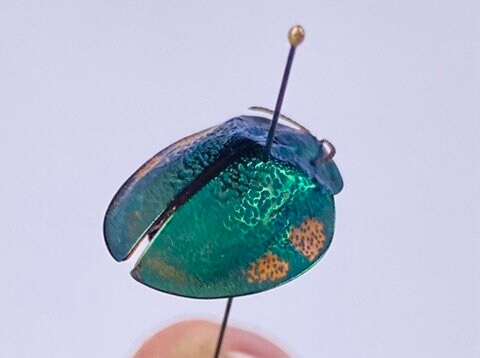 Cassidinae Sp. 3 Peru (PE) - Wild Caught - Tortoise Beetle