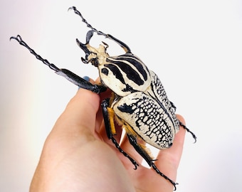 標本 Congo Goliathus orientalis 88mm il_1080xN.4125489206_o8hn.jpg