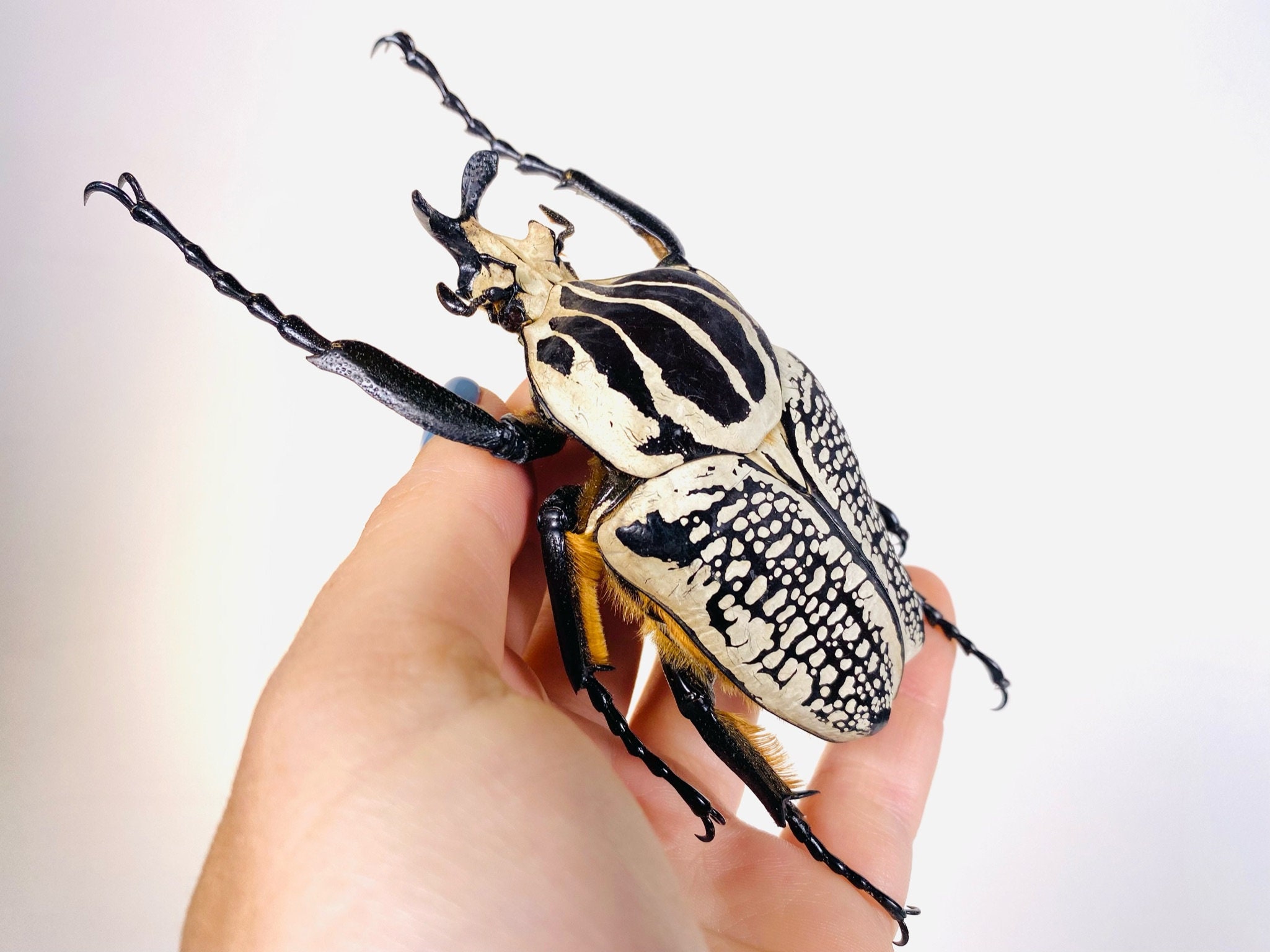 標本 Congo Goliathus orientalis 88mm black Congo Goliathus orientalis 88mm black  標本