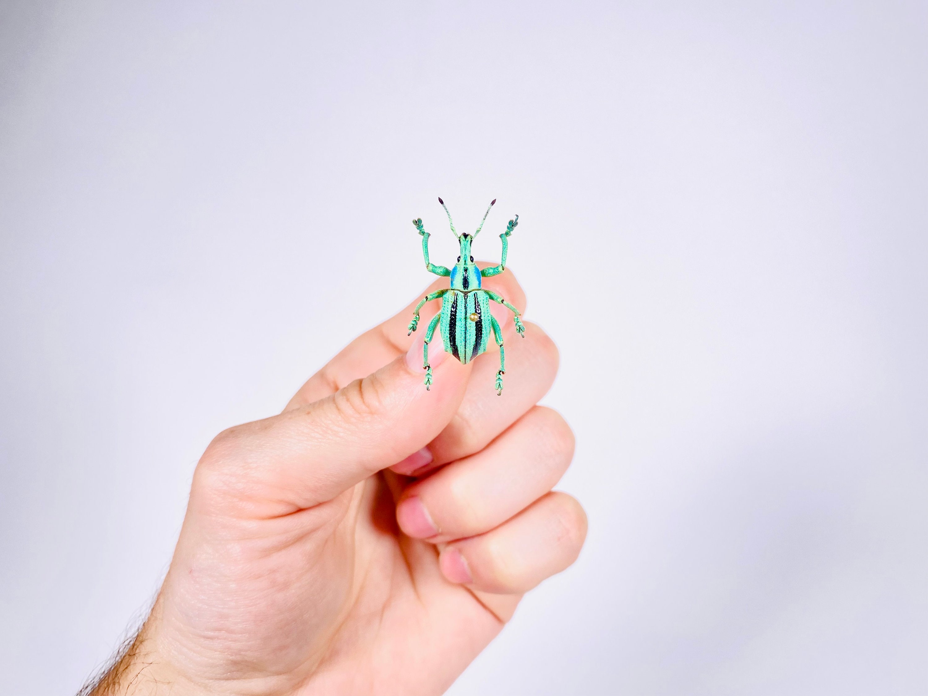 Cyan Insects Eupholus Cuvieri Real Blue Cyan Beetle, Indonesia - ID, Insect ...