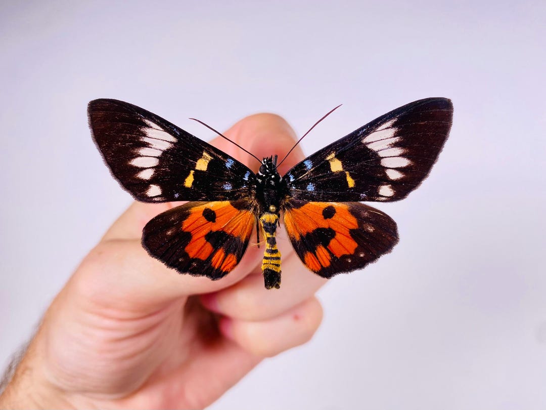 Bisami Insect Episteme Bisma Bisma Indonesia, Butterfly Unmounted for Insect Artwork ...