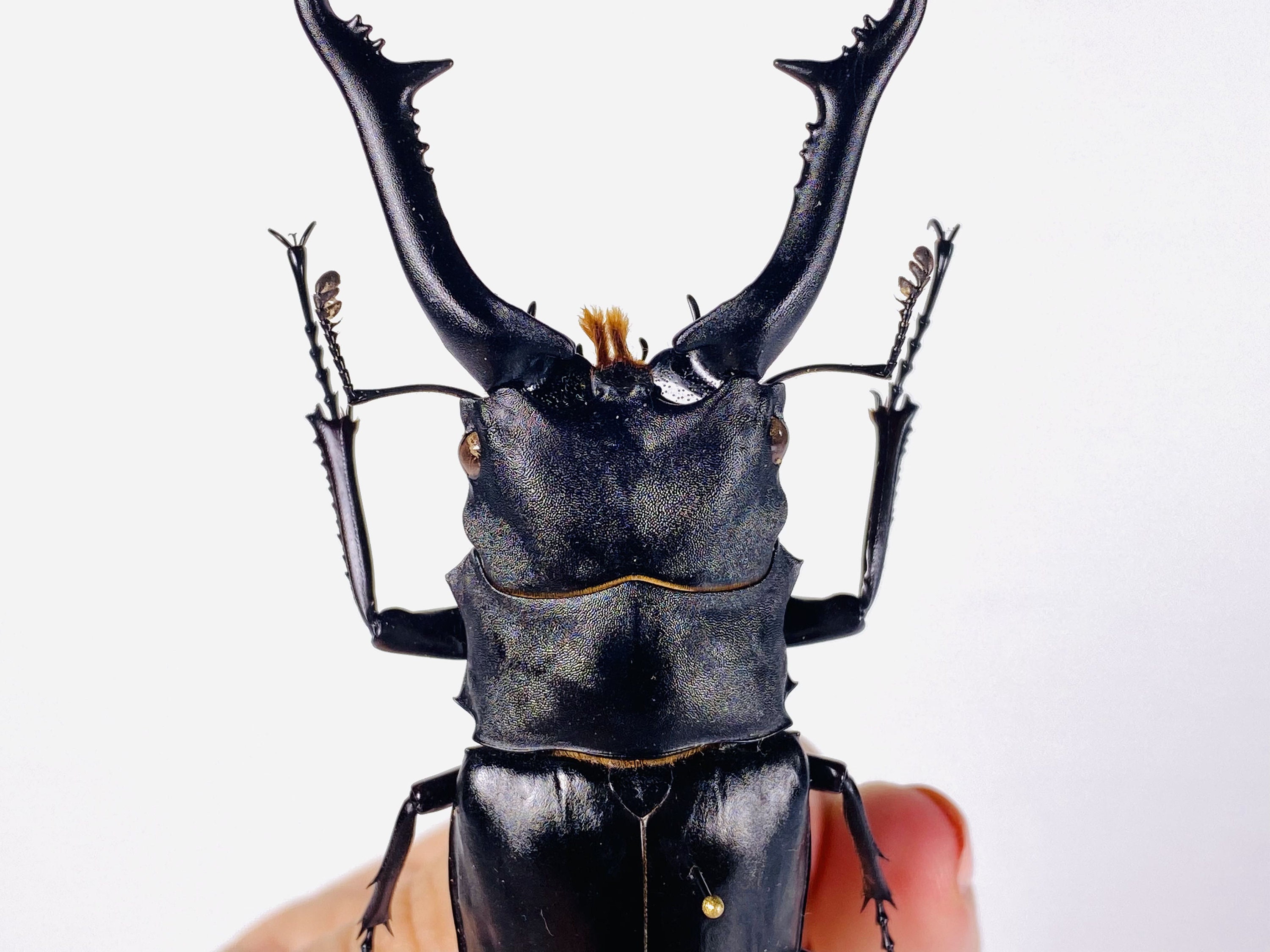 Prosopocoilus giraffa インドネシア (ID) - 野生捕獲 - アートワーク