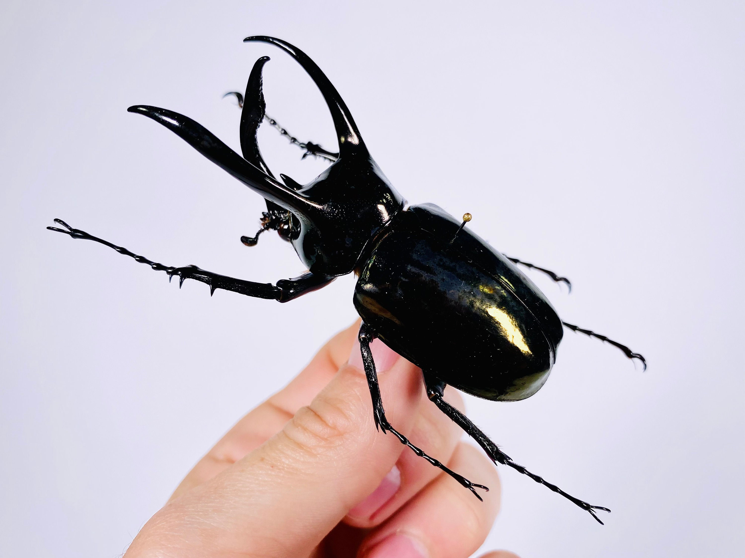 Chalcosoma atlas keyboh Indonesia - ID vrai insecte coléoptère non