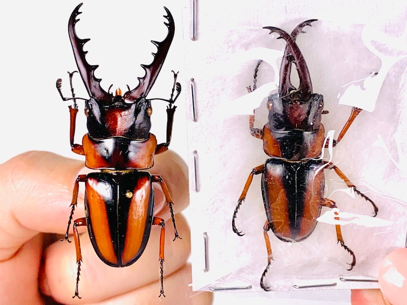 African stag beetle Prosopocoilus savagei Unmonted for artwork, taxidermy project and insect collection. image 6