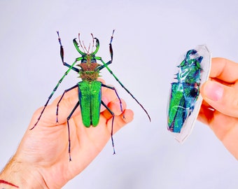 Psalidognathus Friendi Rare Real Long Horned Emerald Metalic