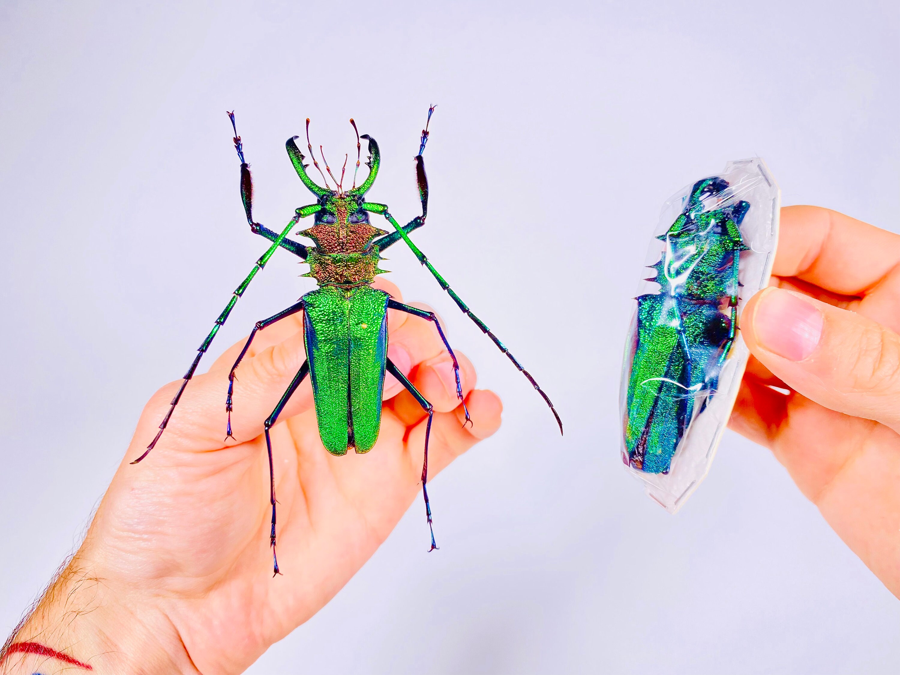 Psalidognathus Friendi Rare Real Long Horned Emerald Metalic