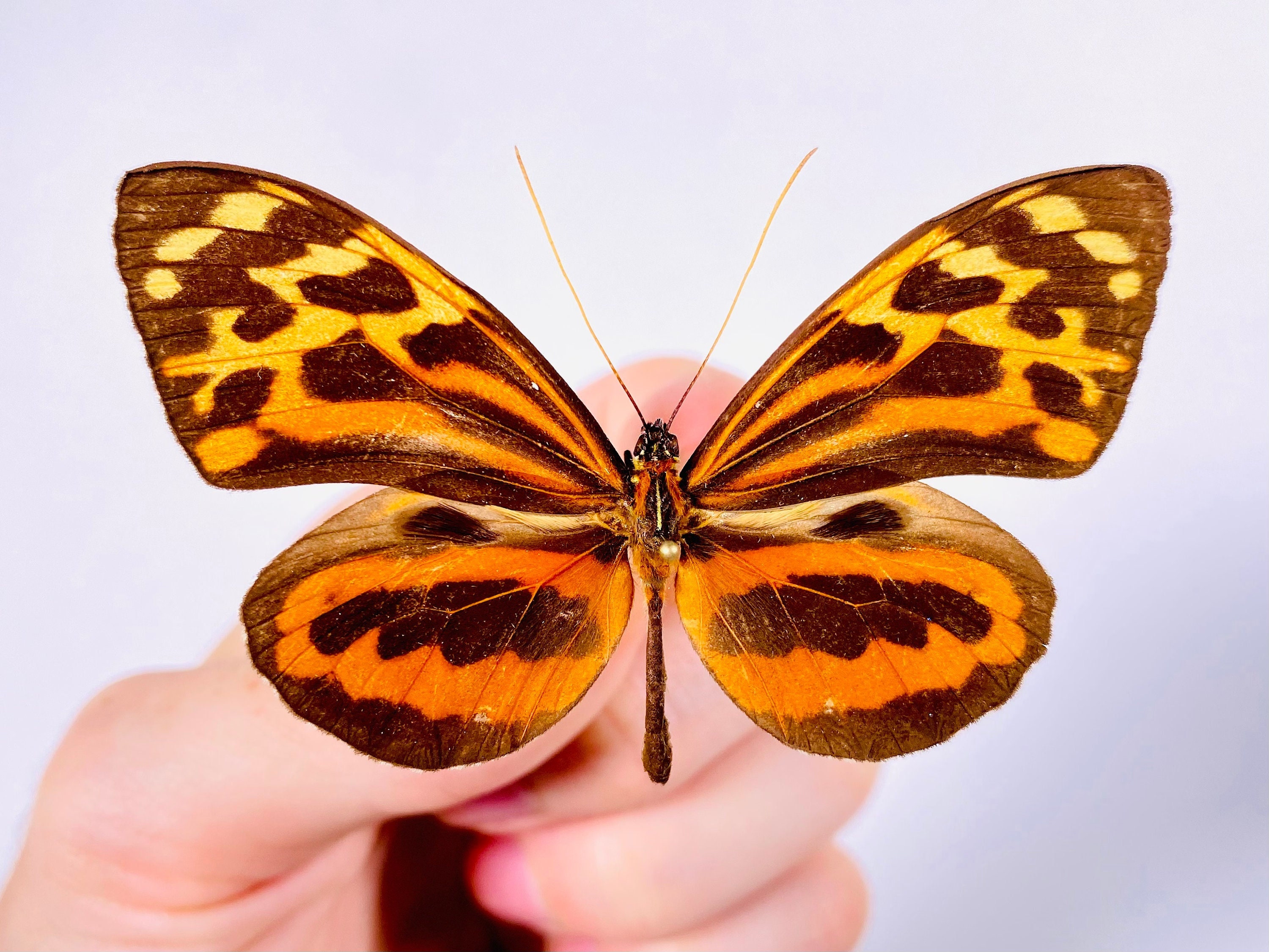 Tithorea Harmonia Butterfly for Insect Artwork, Butterflies