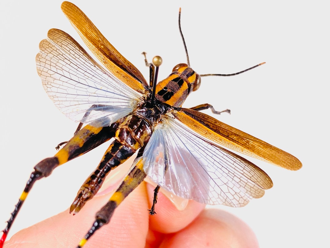 COLE grasshopper 5'6