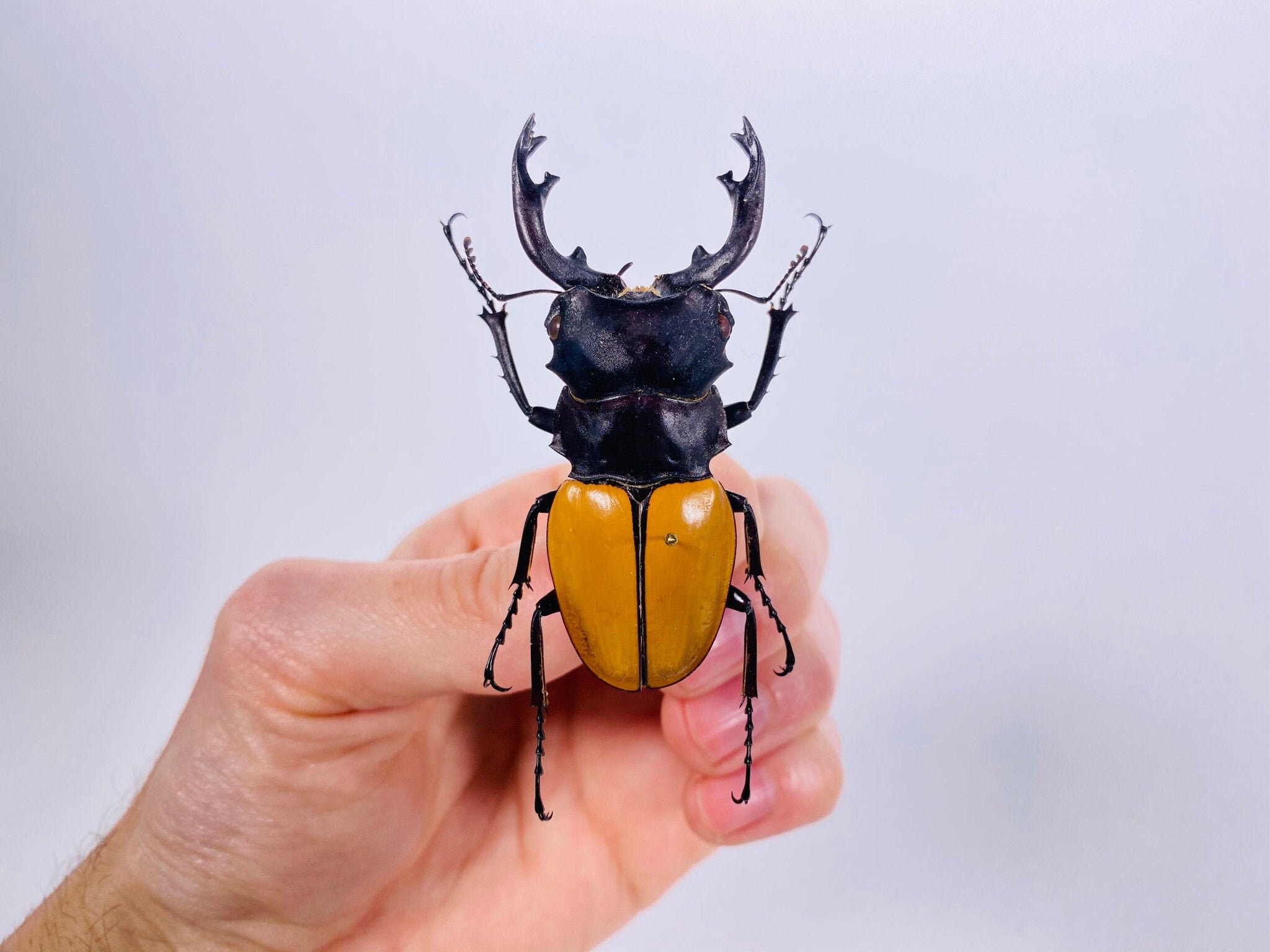 Odontolabis nobuhikoi rare 24mm 【公式通販】