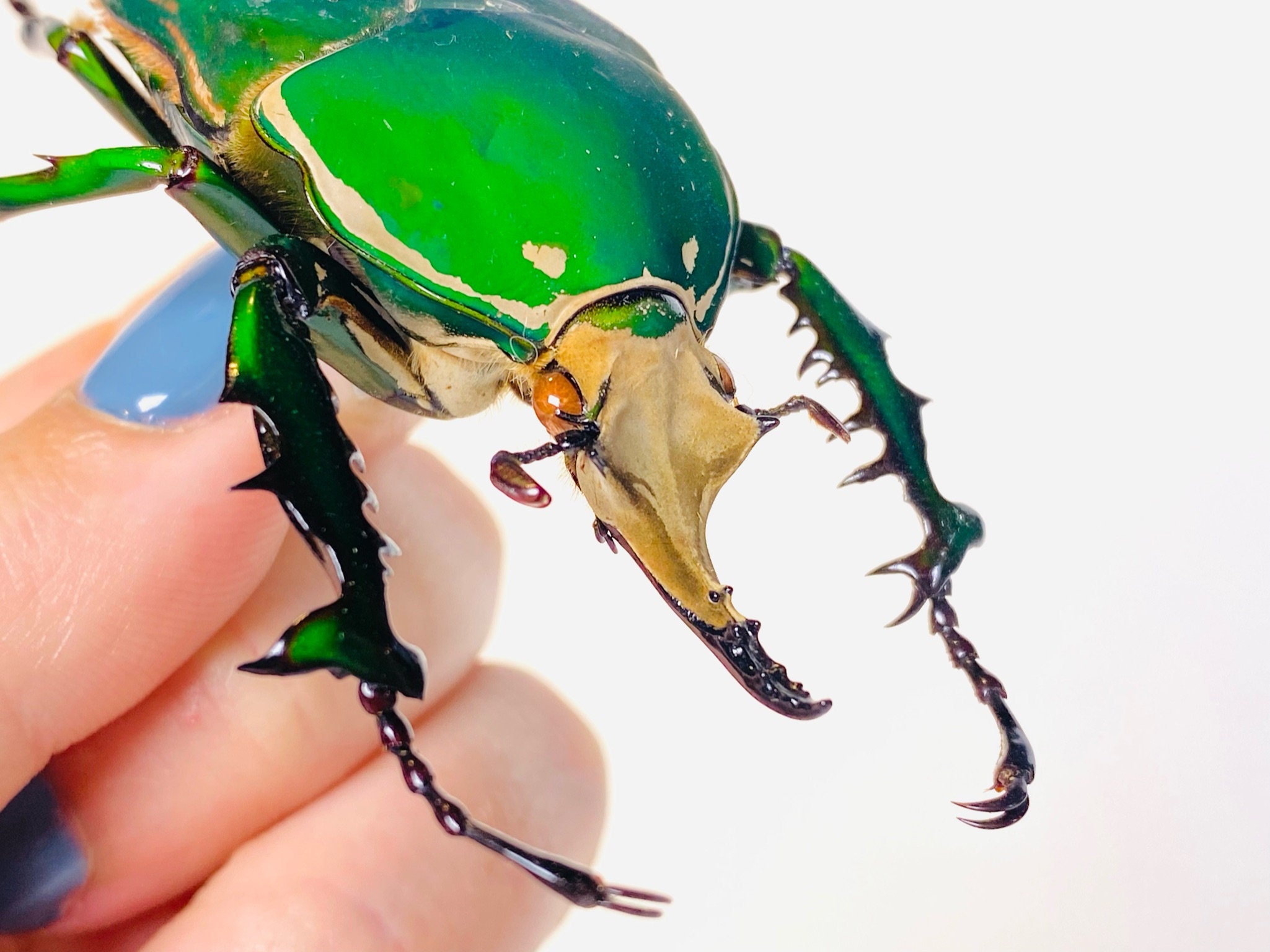 Mecynorrhina Torquata Immaculicollis Uganda (UG) - Wild Caught
