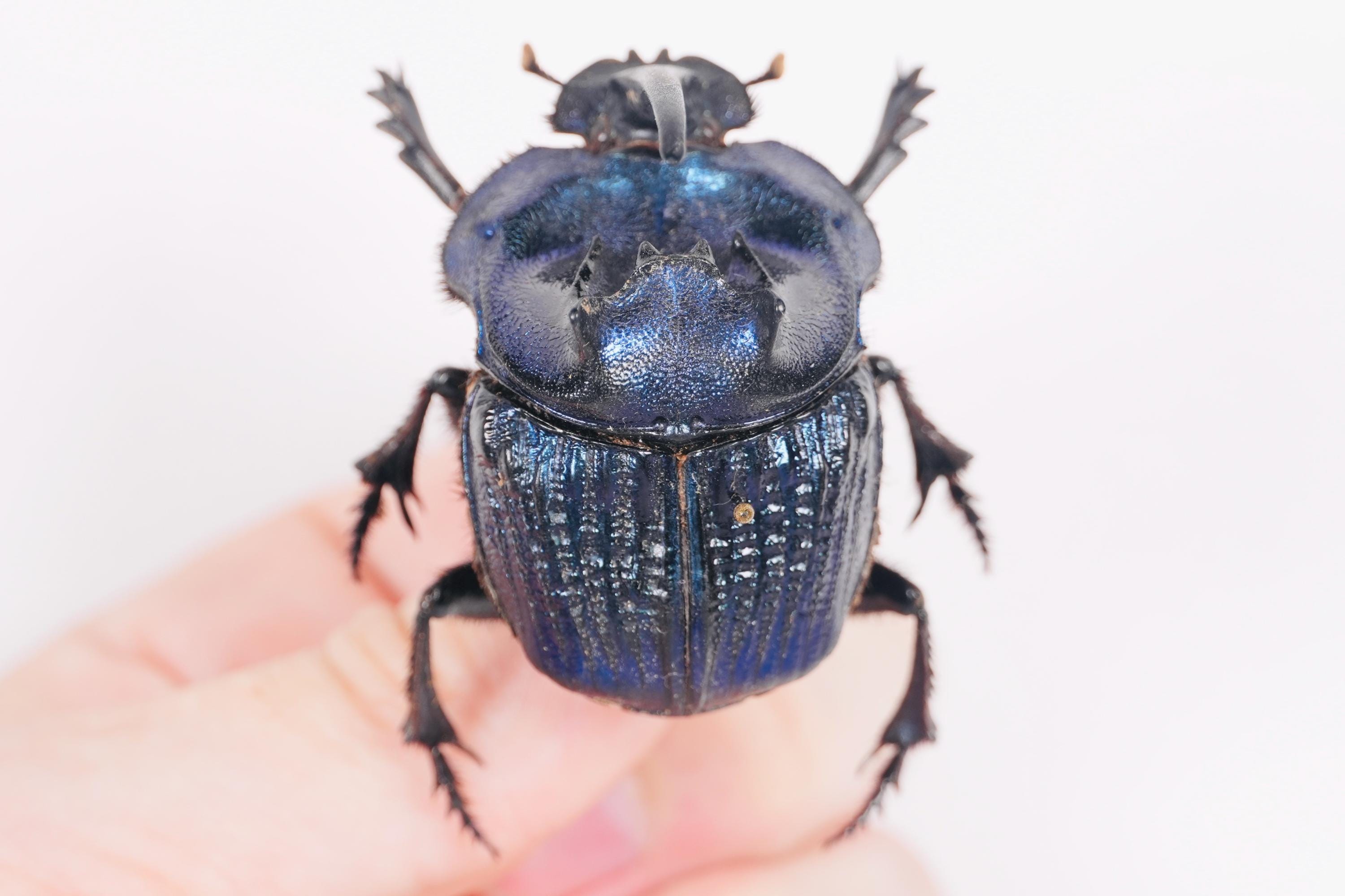 【71mm】アフリカタガメ標本 Lethocerus cordofanus ミ il_fullxfull.6958511343_2gvf.jpg