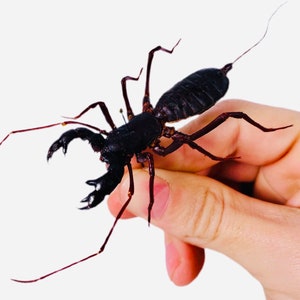 May include: A black and brown whip scorpion, also known as a vinegaroon, is held in a person's hand. The scorpion has long legs and a segmented body.