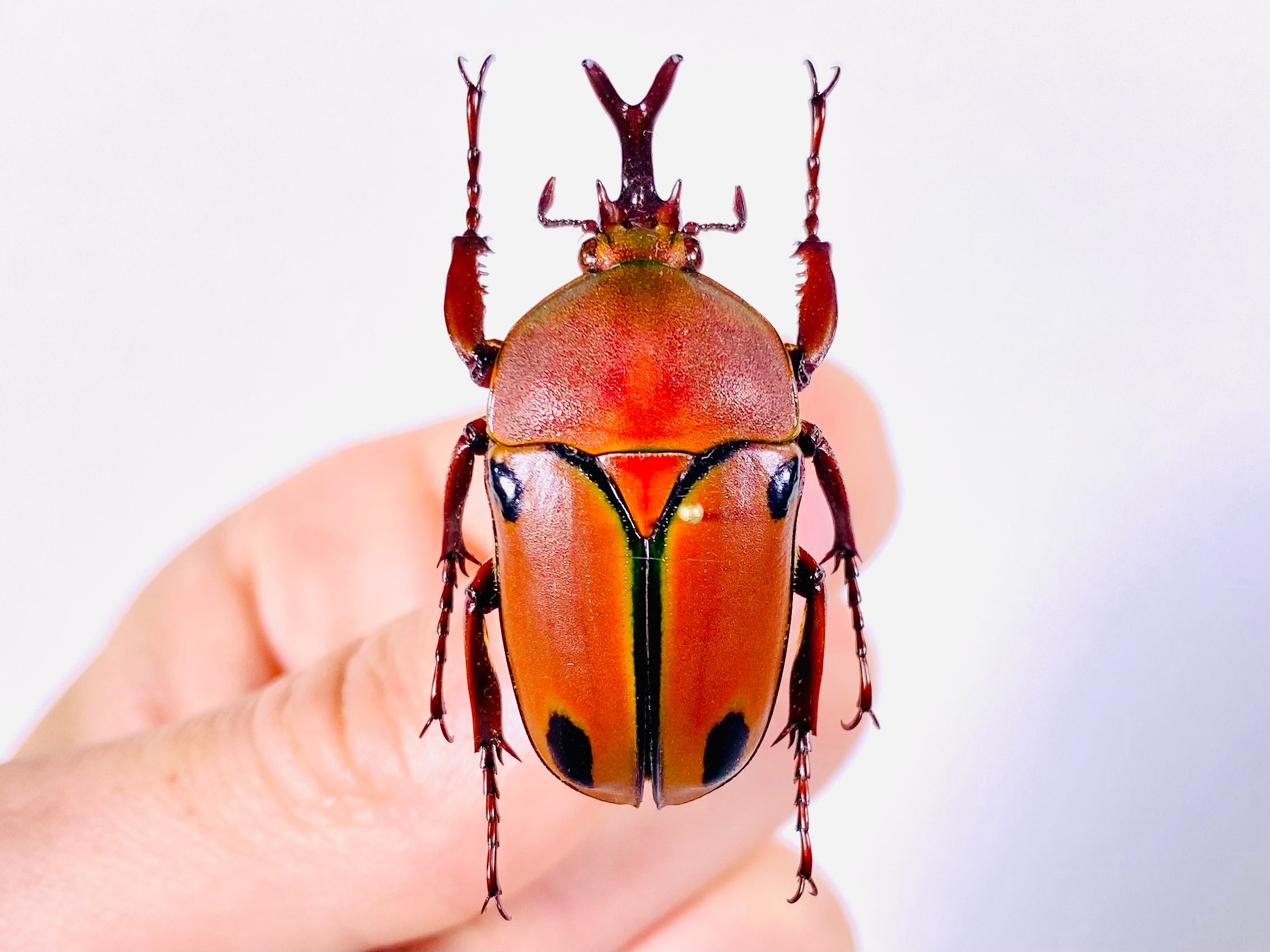 Eudicella Trilineata Interruptefasciata Tanzania (TZ) - Wild