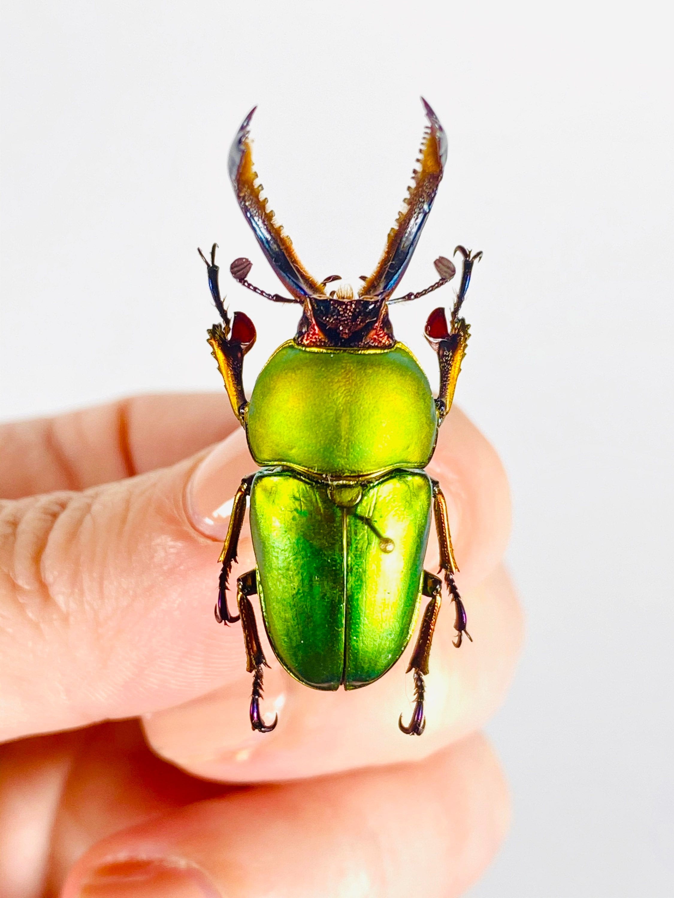 アート・デザイン・音楽 IL CERVo VOLANTE (Coleoptera lucanidae) LUCANUS