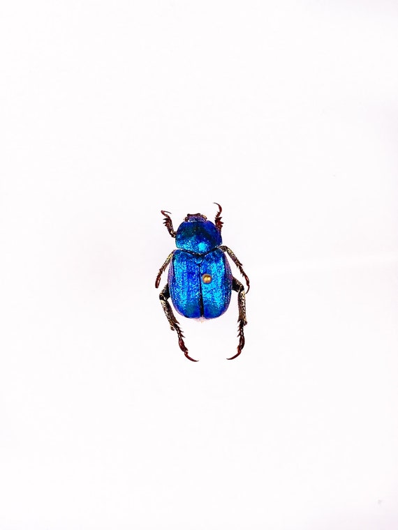 標本 France Hoplia coerulea set Real Metallic Blue Flower Beetle Hoplia Coerulea From France