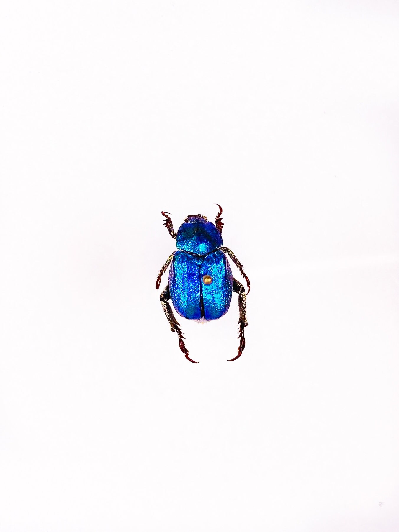 Hoplia coerulea - Etsy 日本