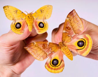 Automeris io Canada (CA) - Captive bred - Io moth butterfly for artwork, entomology collection or taxidermy
