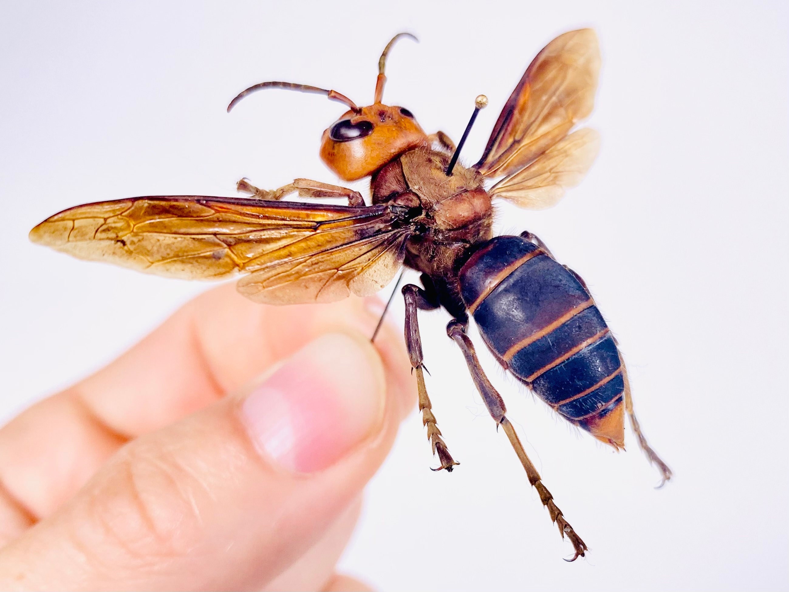 Vespa mandarina bellona Thailand - TH asian giant hornet real wasp