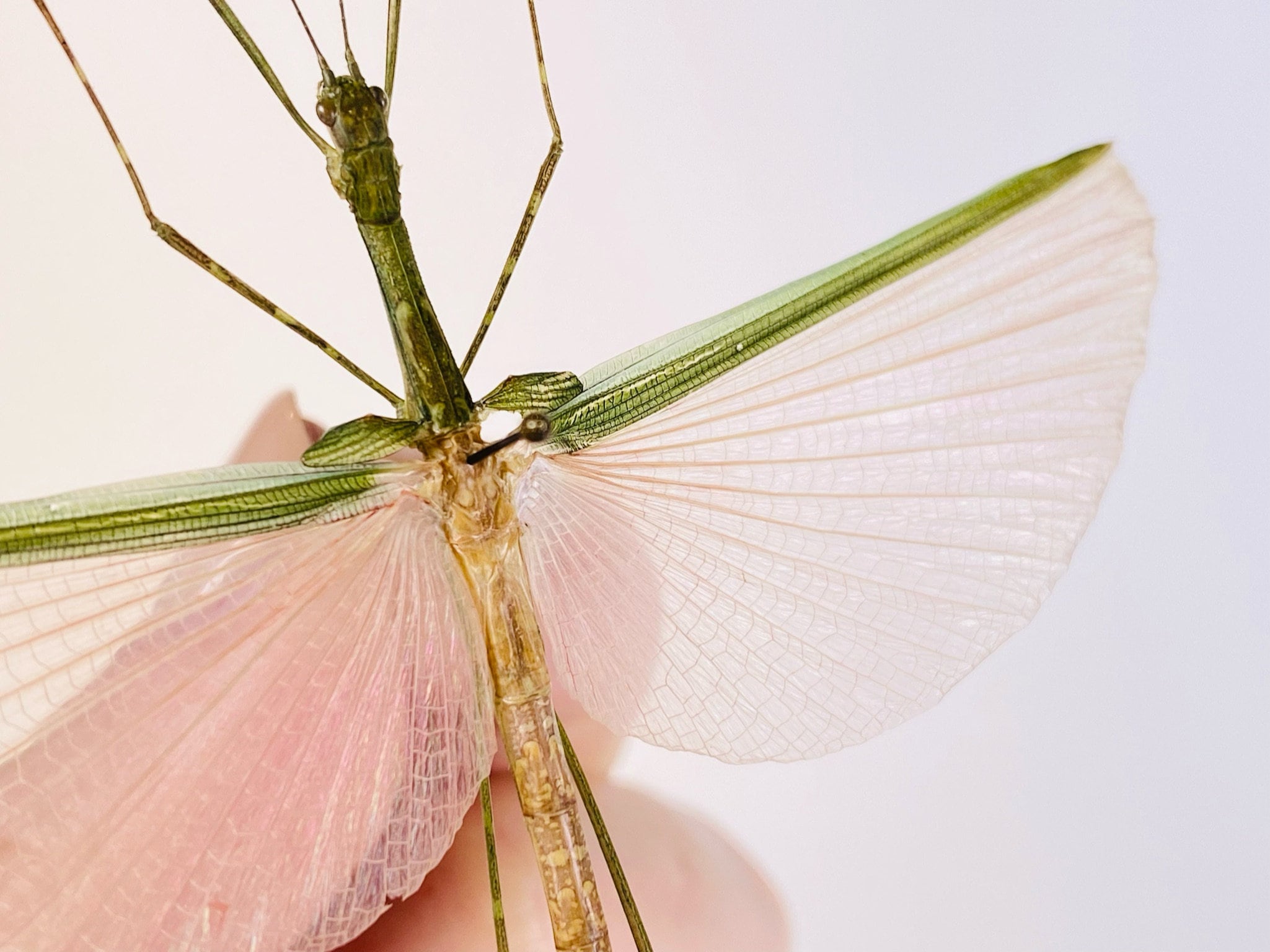 可愛らしいピンク色の羽を持つナナフシの一種、Phasm Necroscia sp