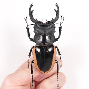 May include: A close-up of a stag beetle, held by a hand, against a white background. The beetle has a black head and thorax, with large, curved mandibles. Its abdomen is black with orange stripes.