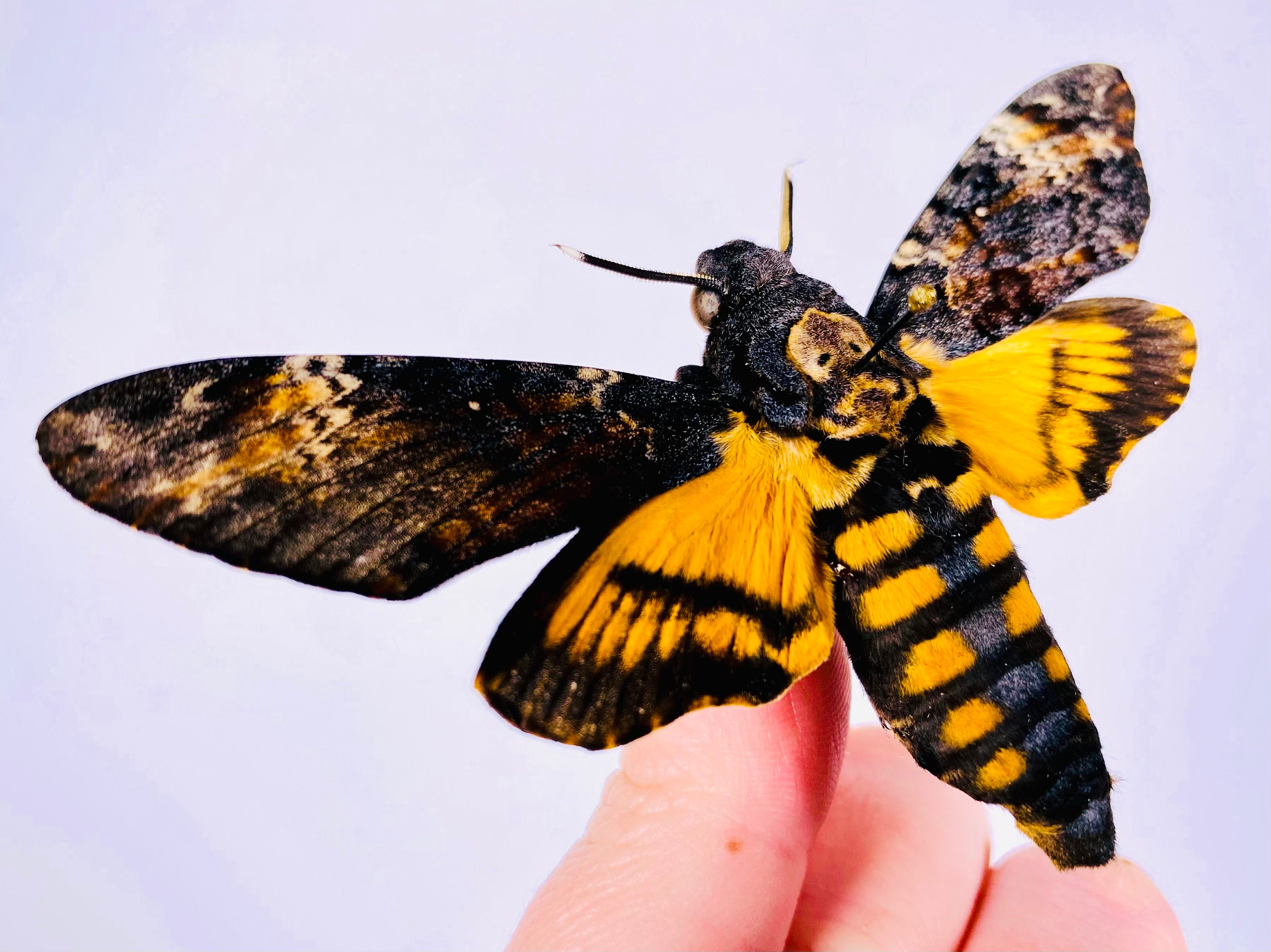 【昆虫標本】Acherontia atropos 10exs. （未展翅） Amazon.co.jp: 未展翅 昆虫標本No.04 シロオビアゲハ (メス)標本