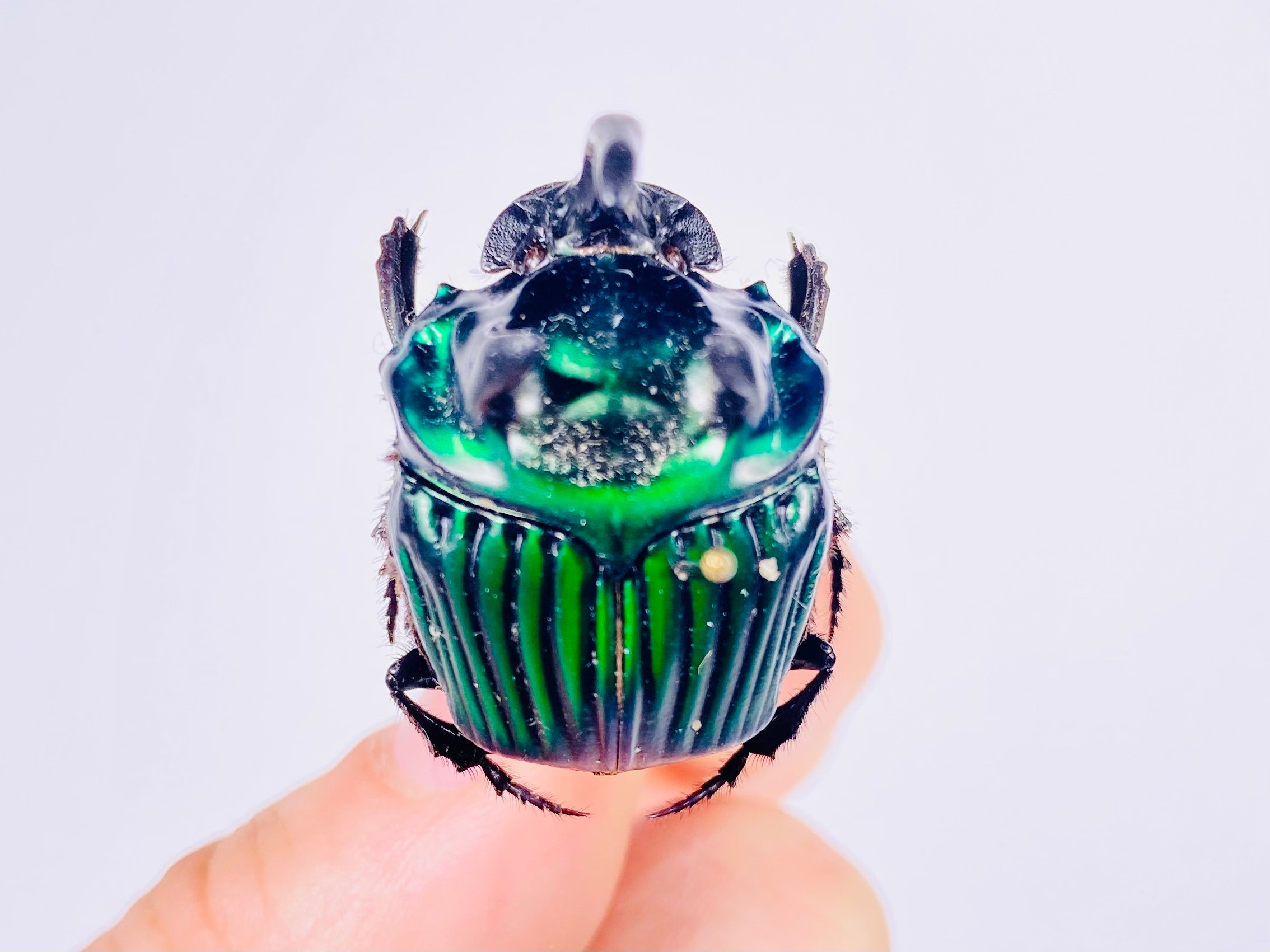 Oxysternon Real Green Metallic Horned Dung Beetle in Pair Insect