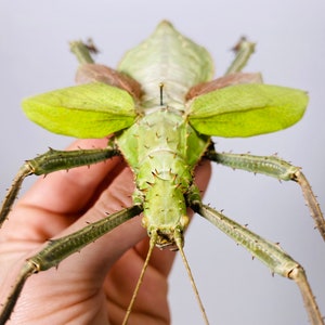 Giant stick insect for artwork Heteropteryx dilatata image 6