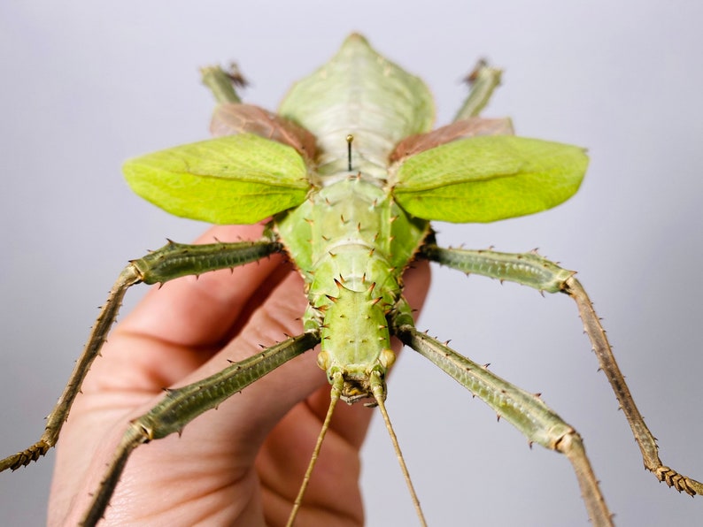 Giant stick insect for artwork Heteropteryx dilatata image 6