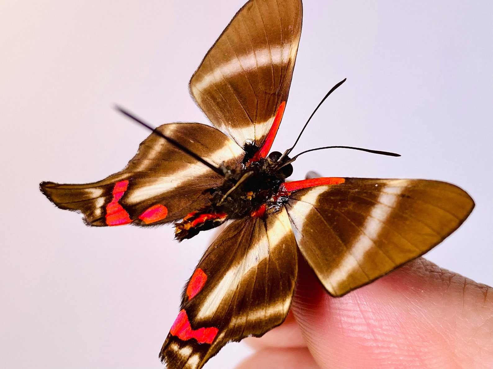 Periander Metalmark Rhetus Periander Butterfly Unmounted For Etsy